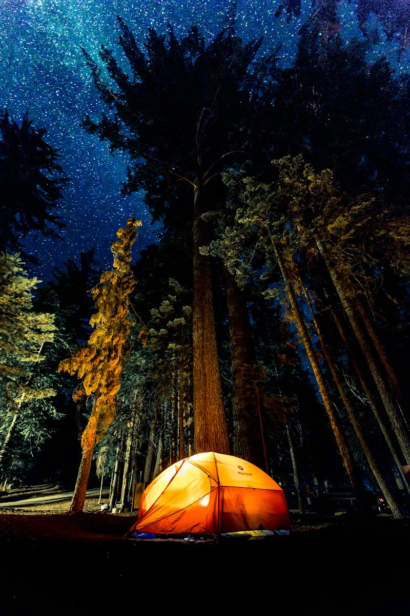 Night forest campsite